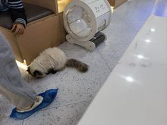 -喵园·猫主题咖啡厅·撸猫·猫咖(国贸店)