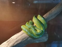 -上海大自然野生昆虫馆(东方明珠·爬宠昆虫探索中心)