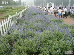 -紫海香堤香草艺术庄园
