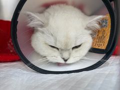 -御宝贝24h宠物医院·转诊中心·CT核磁血透中心(厦门总院)