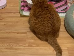 -艾贝尔宠物医院·24H转诊中心·肿瘤猫专科(江宁双龙店)