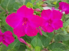 -保利·罗兰香谷