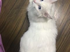 -安安宠医·安宠宠物医院