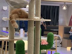 -喵园·猫主题咖啡厅·撸猫·猫咖(国贸店)