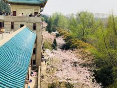 -武汉大学-樱园