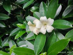 -深圳国际园林花卉博览园