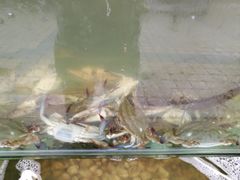 -海岸风情蒸汽海鲜自助餐厅(家宴金手勺店)