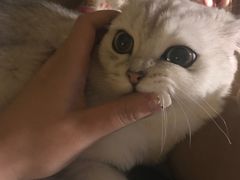 -芭比堂动物医院·犬猫全科·异宠专科(雁塔分院)