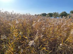 -野鸭湖国家湿地公园