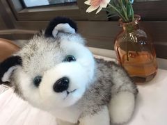 -Husky Go! 哈士奇体验馆·宠物咖啡厅狗咖