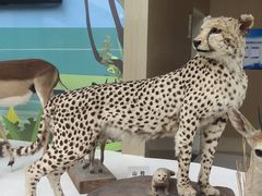 -陕西自然博物馆