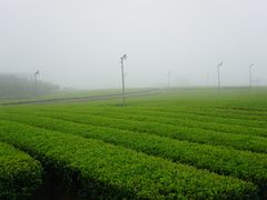 -雪绿茶博物馆