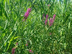 -大兴滨河森林公园