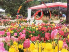 -深圳仙湖植物园