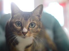 -乐派堂宠物医院·猫友好· 心脏科(东街店)
