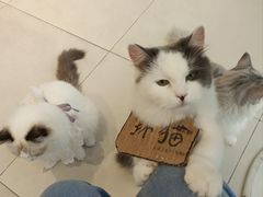 -怪兽屋·羊驼·猫咖·狗咖(俊华广场店)