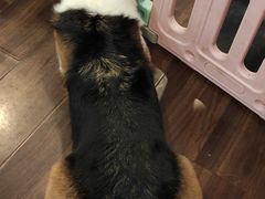 -柯斗斗主题餐厅·狗咖·围炉煮茶·茶饮(国瑞升平里店)