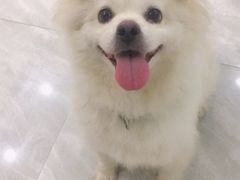 -酷狗靓猫宠物·洗护·美容·寄养(航北路店)
