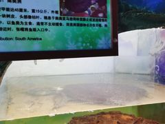 -上海大自然野生昆虫馆(东方明珠·爬宠昆虫探索中心)