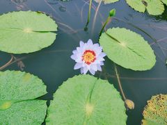 -中国科学院西双版纳热带植物园