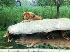 -北京野生动物园