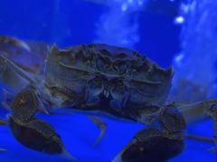 -祥鹤龙虾螃蟹