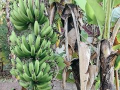 -云溪植物园