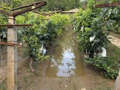 -北京张裕爱斐堡酒庄