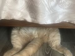 -东方名猫馆·英短金渐层布偶猫舍(环线广场1号楼店)