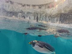 -珠海长隆海洋王国