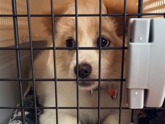 -艾贝尔宠物医院 ·内科全科(梁溪路店)