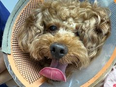 -宠物星动物医院·眼科·异宠·猫科(江南大道总院)