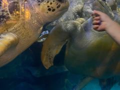 -烟台海昌鲸鲨海洋公园