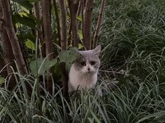 -天宠宠物医院24小时·急重症诊疗中心·全科·腔镜特色(和平分院)