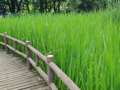 -成都市活水公园