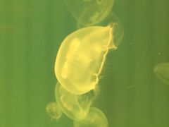 -福州罗源湾海洋世界旅游区