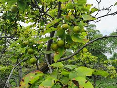 -梁鸿国家湿地公园