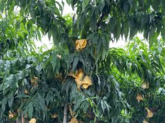 -老袁家蜜桃农场·阳山水蜜桃