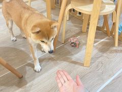 -柴迷FANS CLUB·柴犬狗咖·猫咖