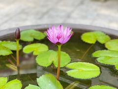 -深圳仙湖植物园