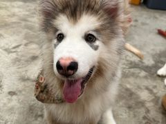 -小狗上班·狗咖·猫咖·小奶狗·摄影(南山店)