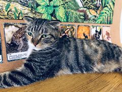-平行世界·猫咖(首经贸店)