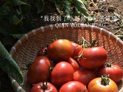 -双新观光采摘园