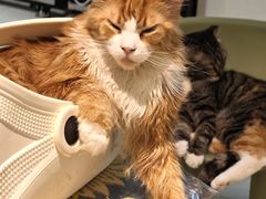 -平行世界·猫咖(首经贸店)
