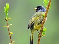 -梧桐山风景名胜区