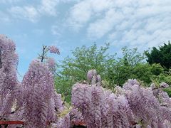 -嘉定紫藤园