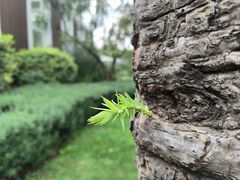-昆明植物园