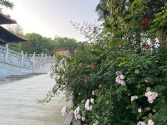 -太子山公园(园东路)