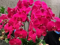 -无锡鼎尚皇冠酒店