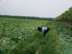 -西青郊野公园